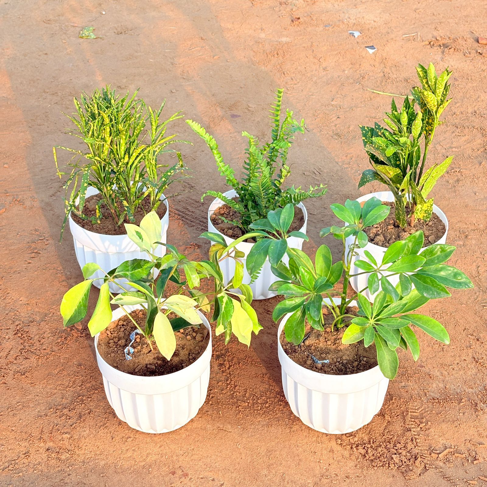 Set of 5 - Fern Green, Baby Croton, Chironji Croton, Schefflera Brassia & Schefflera Green in 6 Inch White Premium Italica Plastic Planter