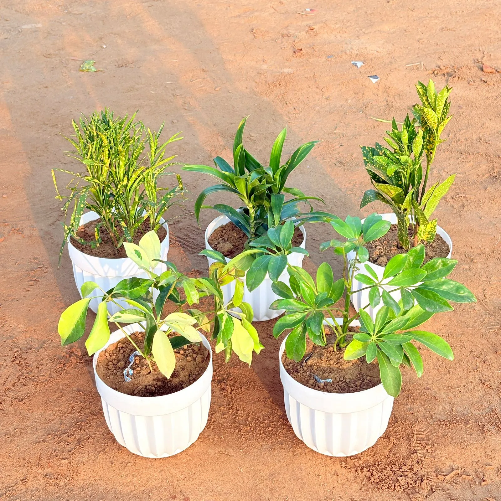 Set of 5 - Dracaena Green, Baby Croton, Chironji Croton, Schefflera Brassia & Schefflera Green in 6 Inch White Premium Italica Plastic Planter