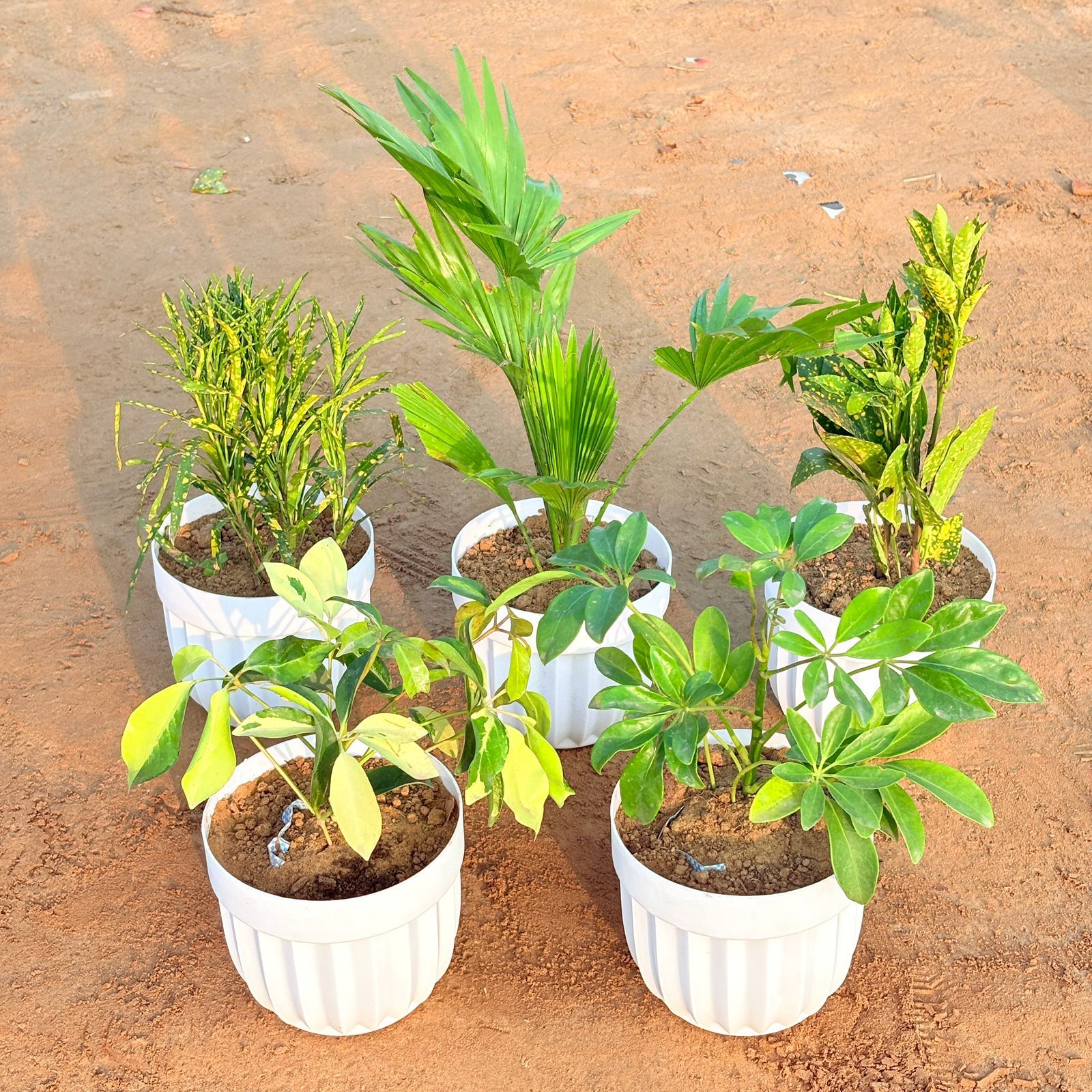 Set of 5 - China Palm, Baby Croton, Chironji Croton, Schefflera Brassia & Schefflera Green in 6 Inch White Premium Italica Plastic Planter