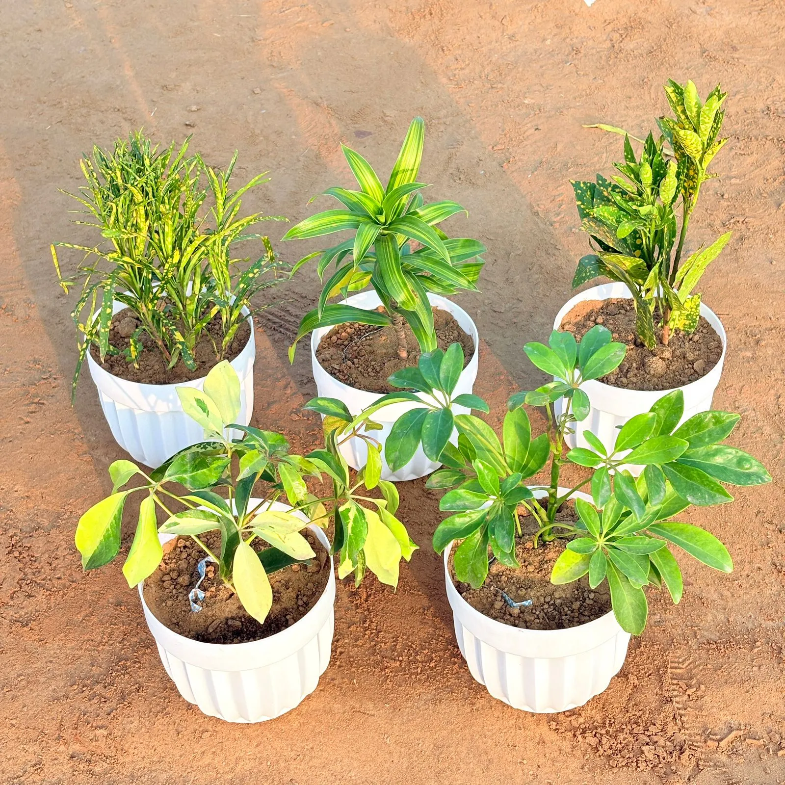 Set of 5 - Dracaena Messenger, Baby Croton, Chironji Croton, Schefflera Brassia & Schefflera Green in 6 Inch White Premium Italica Plastic Planter