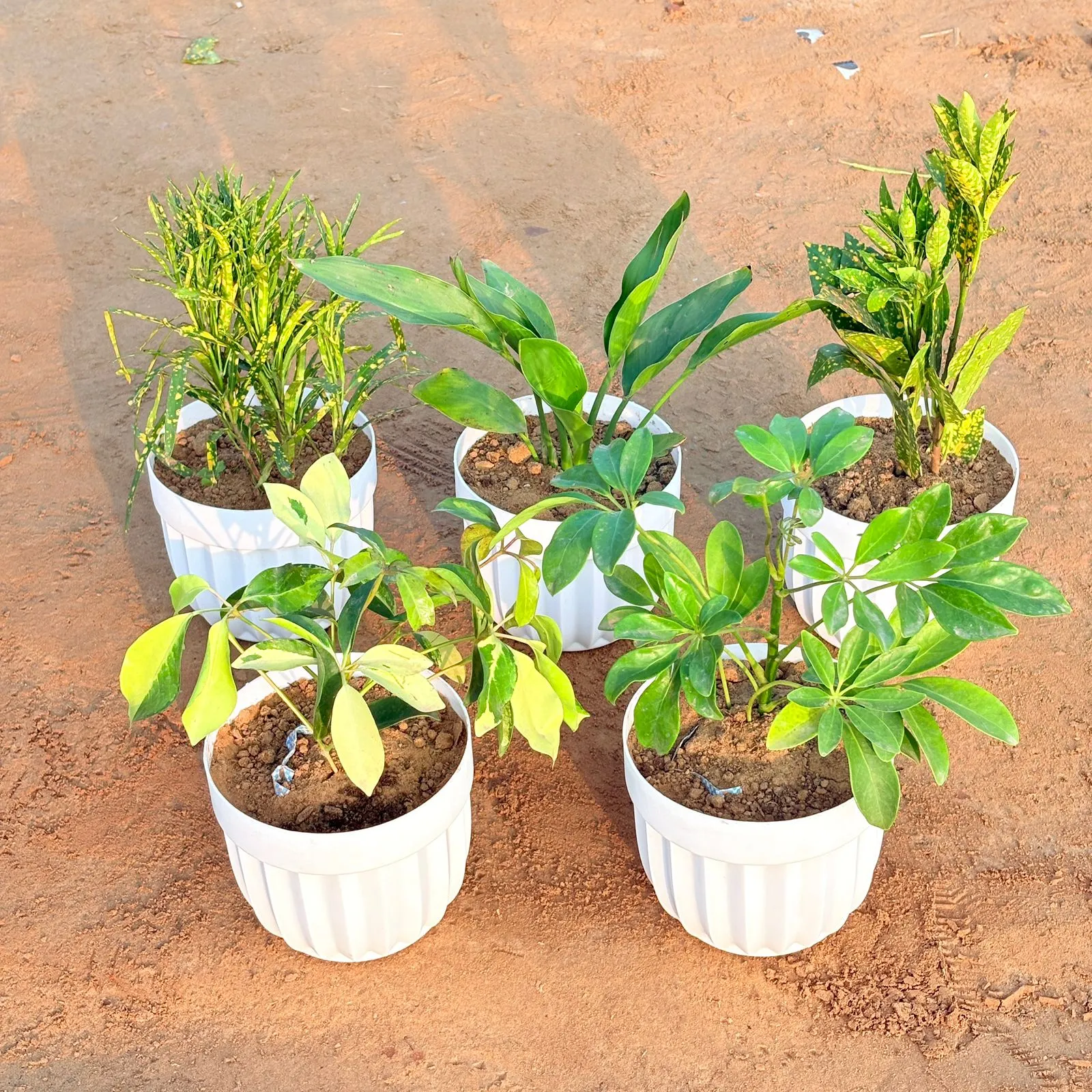 Set of 5 - Peace Lily, Baby Croton, Chironji Croton, Schefflera Brassia & Schefflera Green in 6 Inch White Premium Italica Plastic Planter