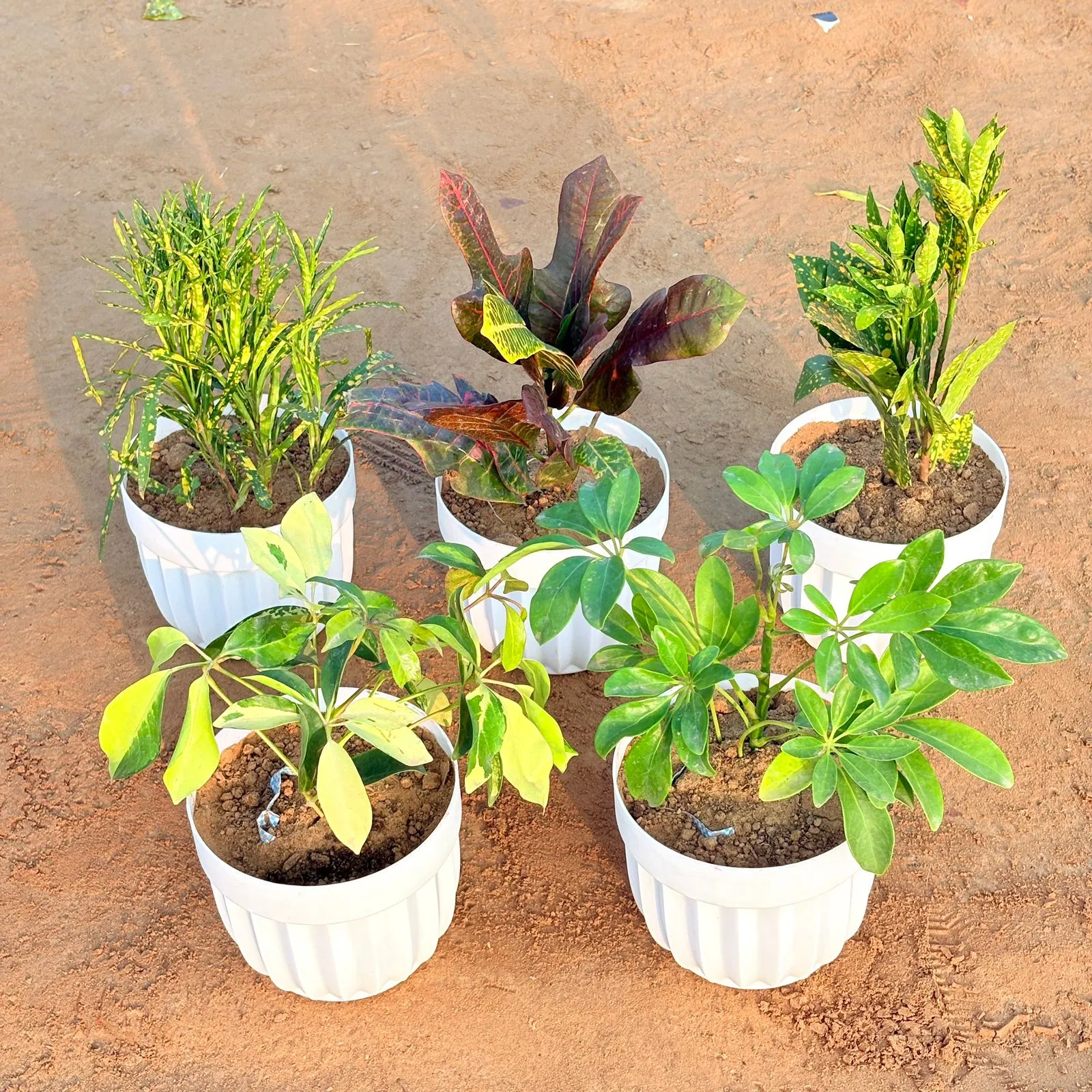 Set of 5 - Croton Oakleaf, Baby Croton, Chironji Croton, Schefflera Brassia & Schefflera Green in 6 Inch White Premium Italica Plastic Planter