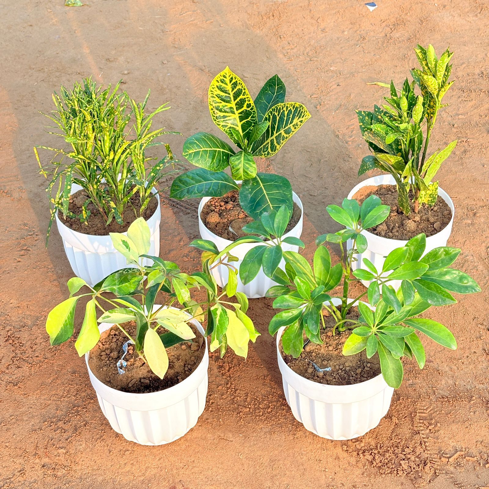 Set of 5 - Croton Petra Yellow, Baby Croton, Chironji Croton, Schefflera Brassia & Schefflera Green in 6 Inch White Premium Italica Plastic Planter