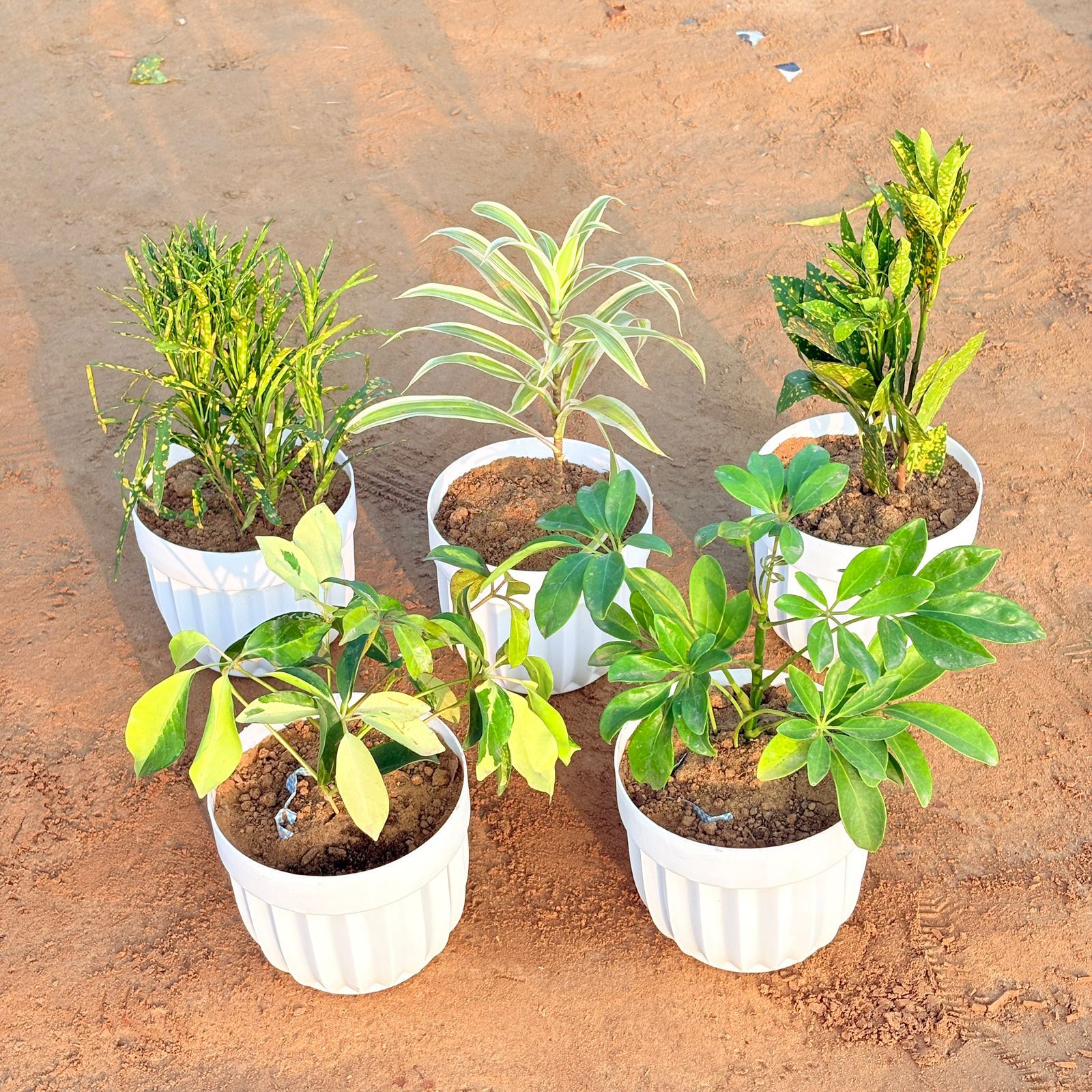 Set of 5 - Dracaena Darasingh/ Victoria, Baby Croton, Chironji Croton, Schefflera Brassia & Schefflera Green in 6 Inch White Premium Italica Plastic Planter