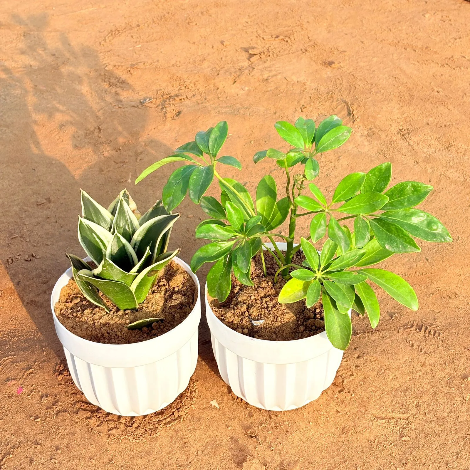 Set of 2 - Snake Dwarf Yellow & Schefflera Green in 6 Inch White Premium Italica Plastic Planter