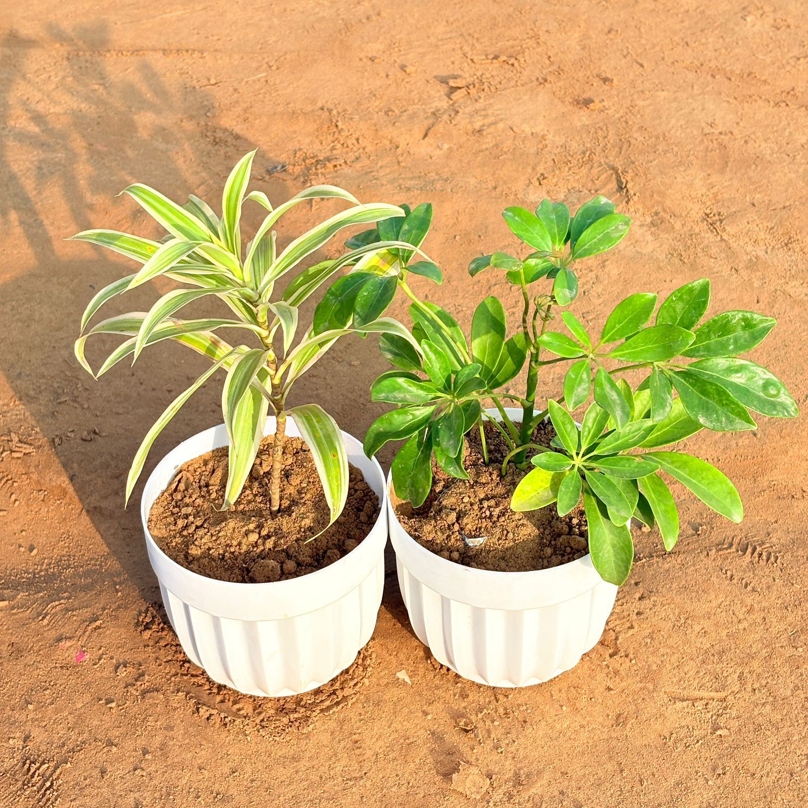 Set of 2 - Dracaena Darasingh/ Victoria & Schefflera Green in 6 Inch White Premium Italica Plastic Planter