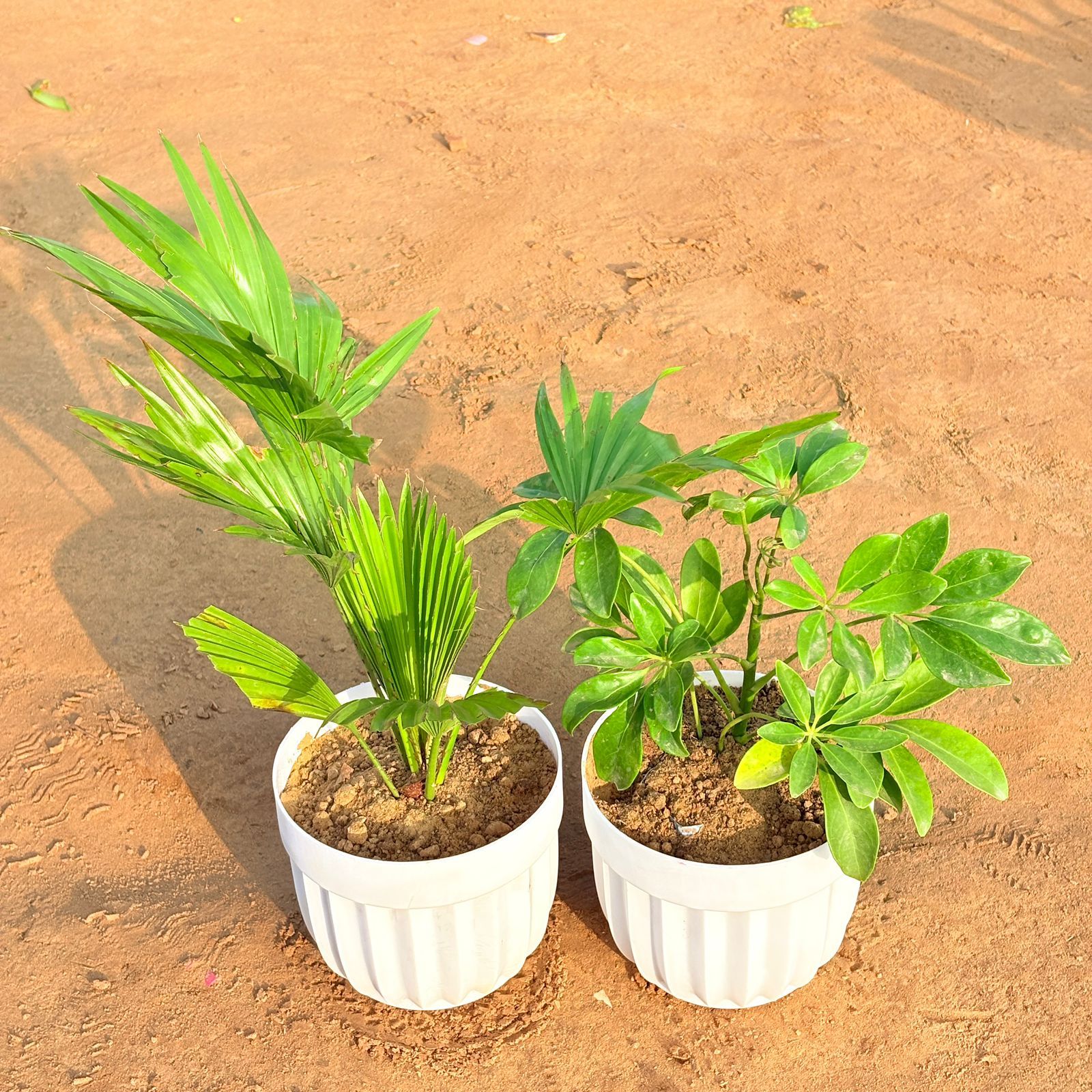 Set of 2 - China Palm & Schefflera Green in 6 Inch White Premium Italica Plastic Planter