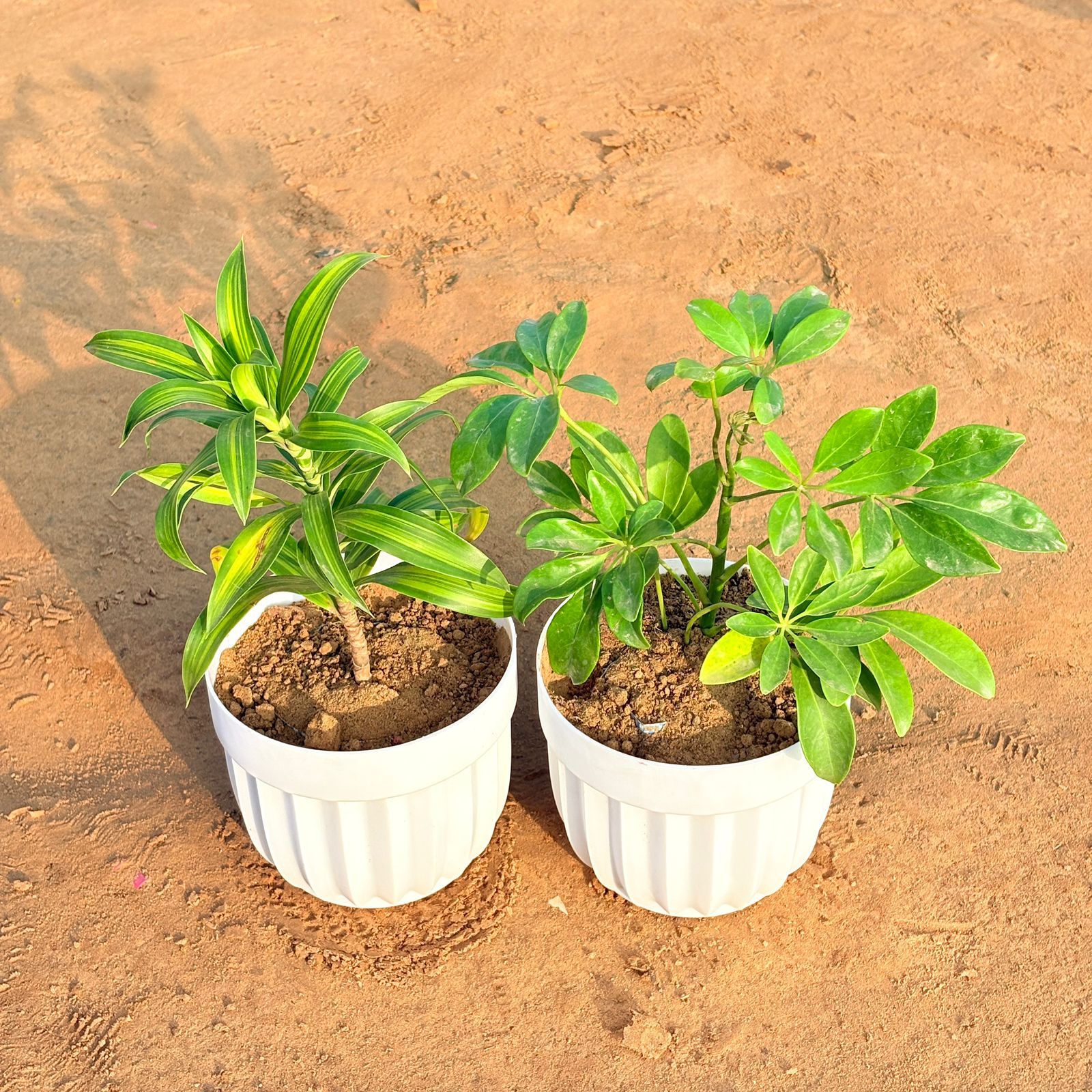 Set of 2 - Dracaena Messenger & Schefflera Green in 6 Inch White Premium Italica Plastic Planter