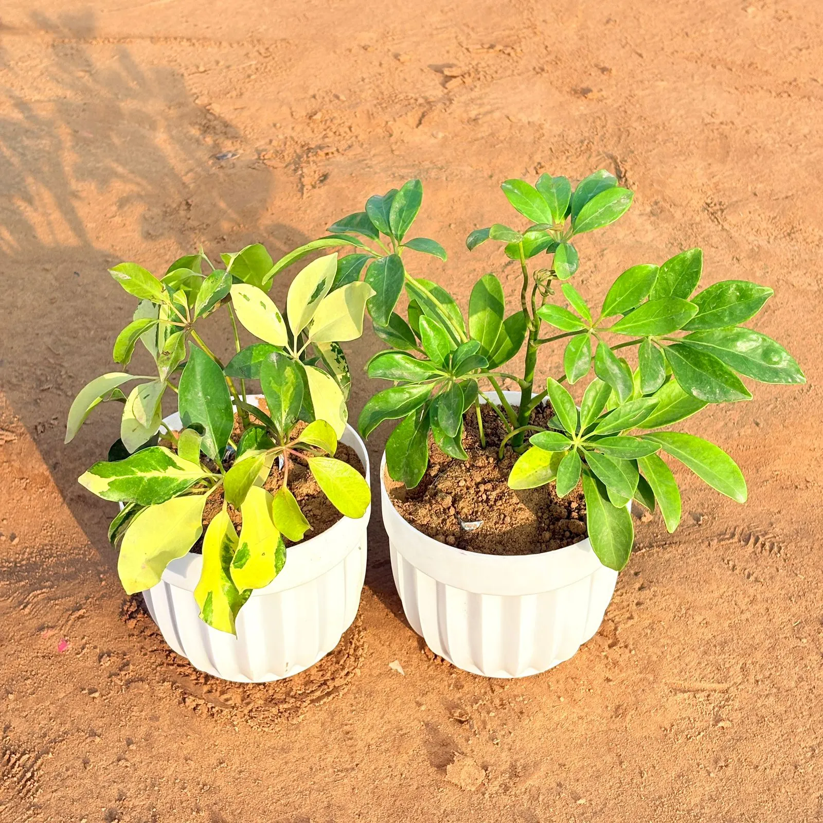 Set of 2 - Schefflera Brassia & Schefflera Green in 6 Inch White Premium Italica Plastic Planter