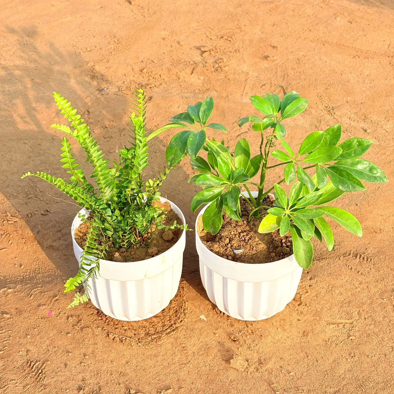 Set of 2 - Fern Green & Schefflera Green in 6 Inch White Premium Italica Plastic Planter