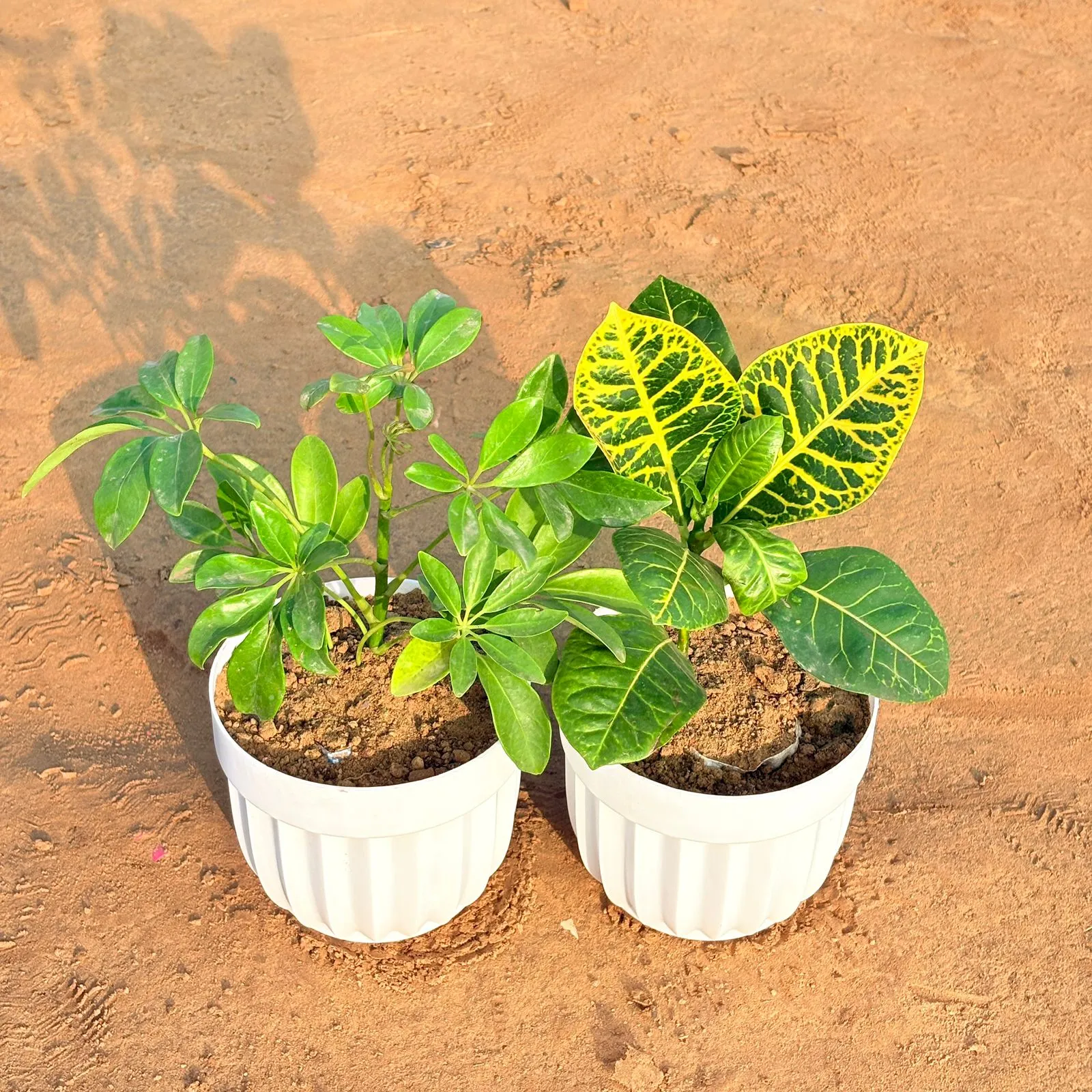 Set of 2 - Croton Petra Yellow & Schefflera Green in 6 Inch White Premium Italica Plastic Planter