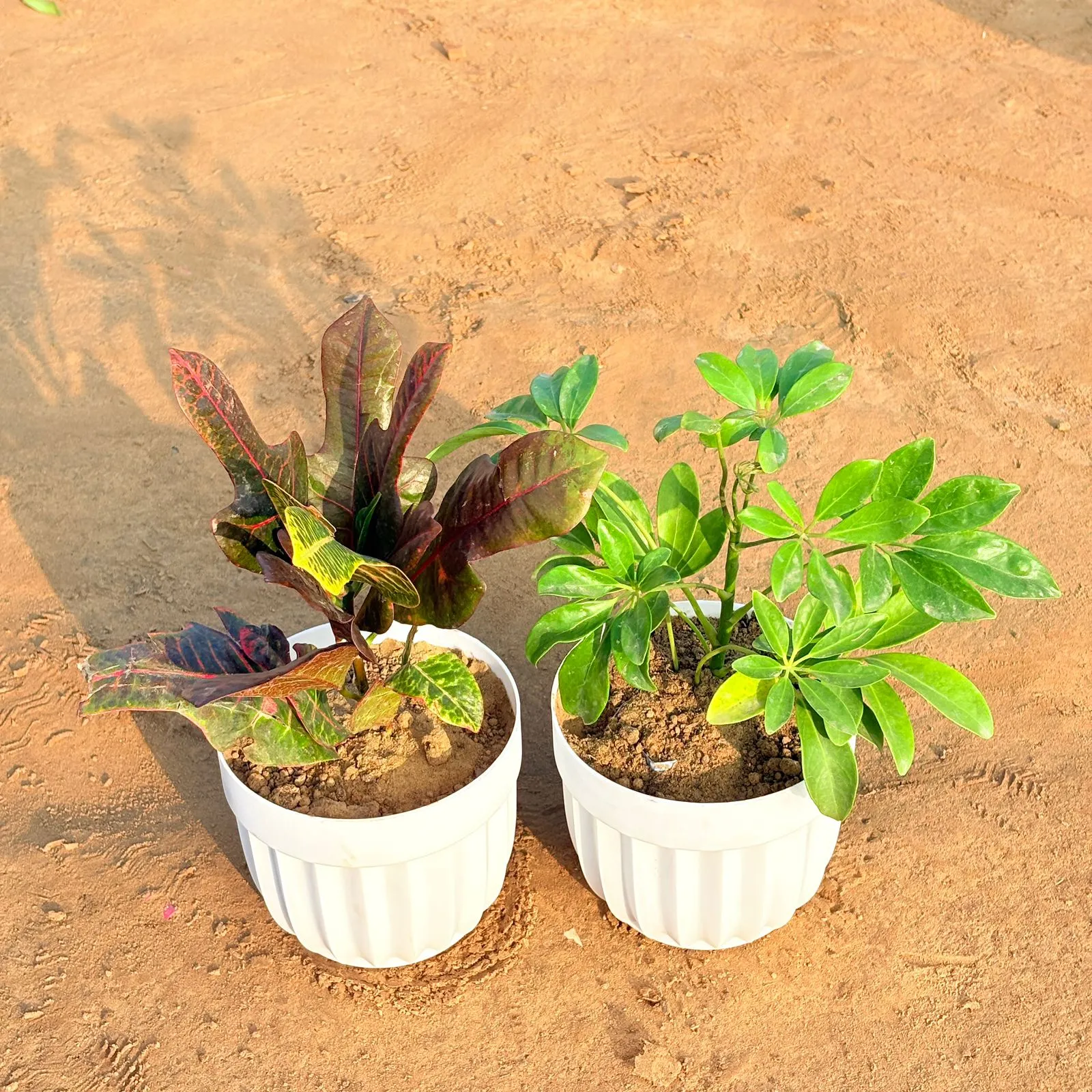 Set of 2 - Croton Oakleaf & Schefflera Green in 6 Inch White Premium Italica Plastic Planter
