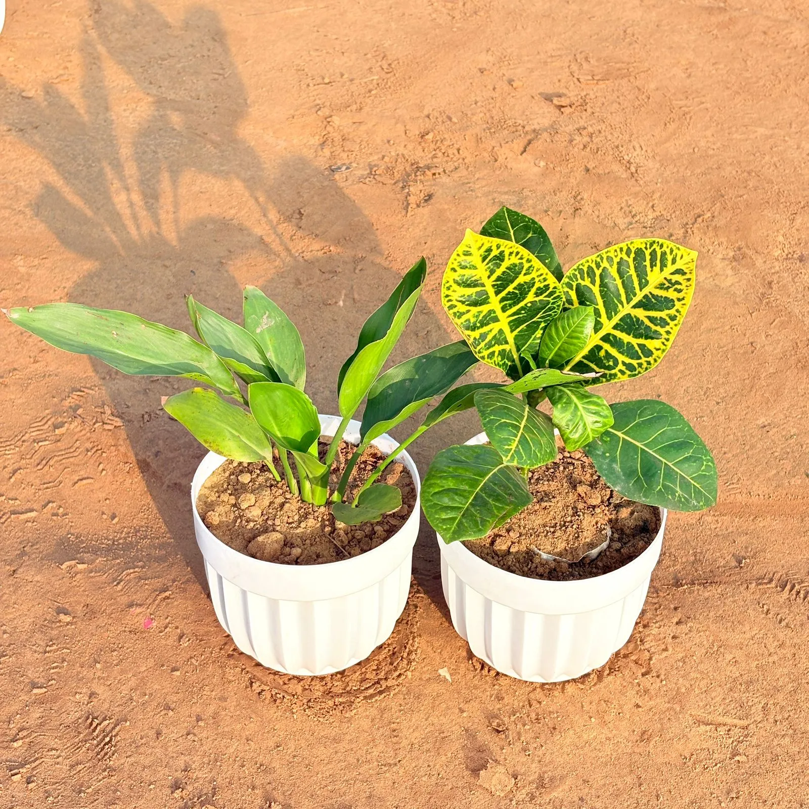 Set of 2 - Peace Lily & Croton Petra Yellow in 6 Inch White Premium Italica Plastic Planter