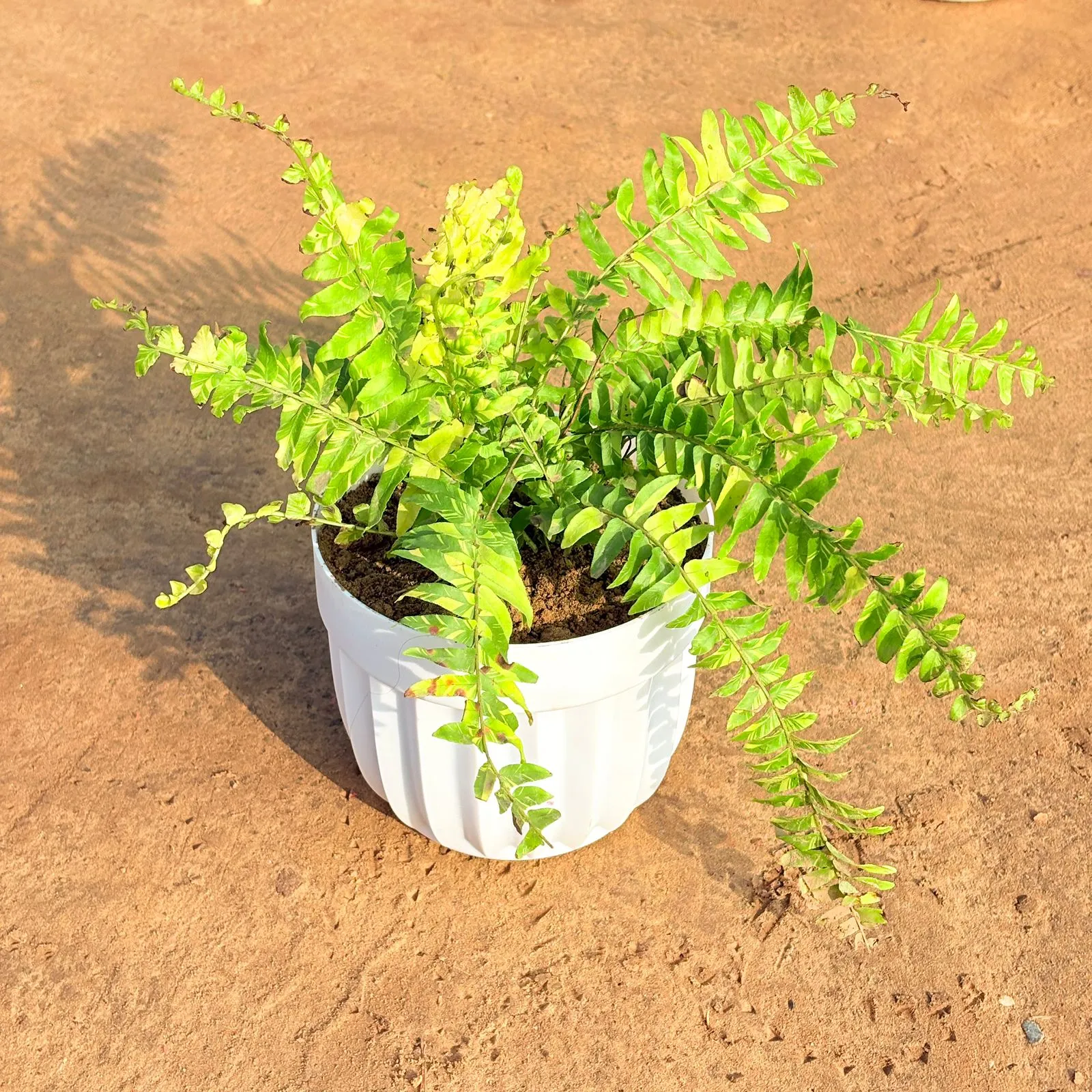 Fern Golden in 6 Inch White Premium Italica Plastic Planter