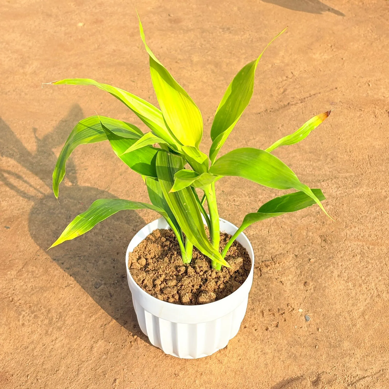 Lucky Bamboo in 6 Inch White Premium Italica Plastic Planter