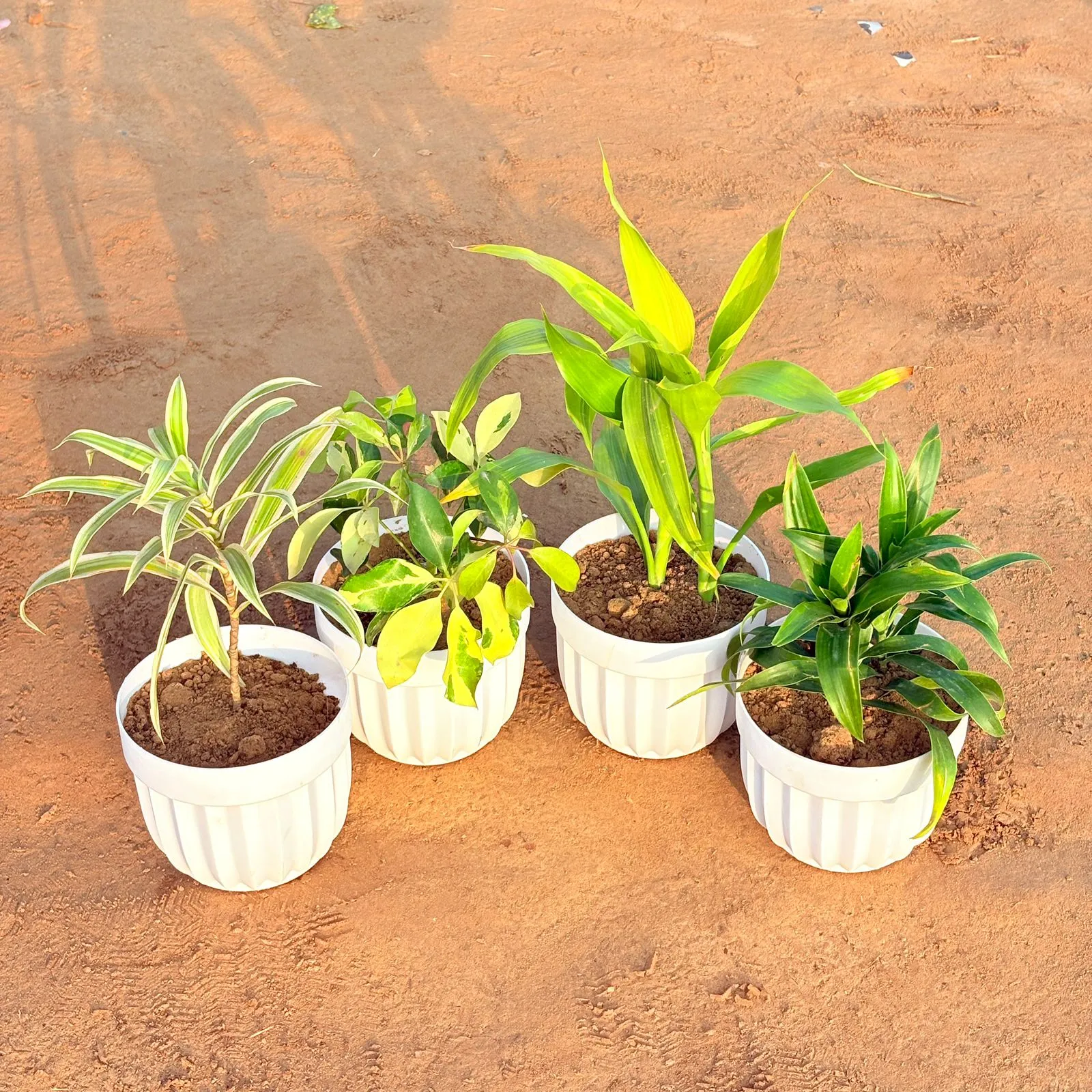 Set of 4 - Lucky Bamboo, Dracaena Green, Dracaena Darasingh/ Victoria & Schefflera Brassia in 6 Inch White Premium Italica Plastic Planter