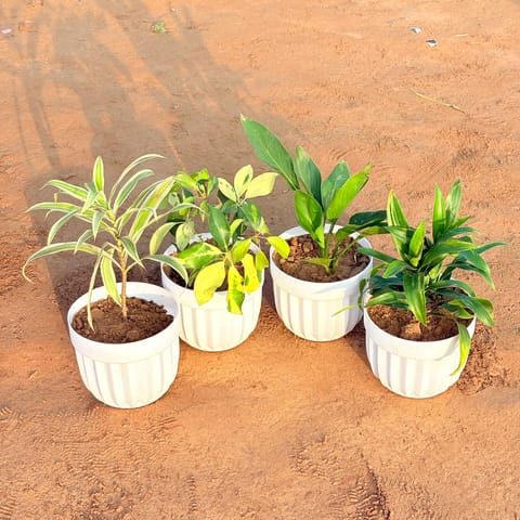 Set of 4 - Peace Lily, Dracaena Green, Dracaena Darasingh/ Victoria & Schefflera Brassia in 6 Inch Live Plant White Premium Italica Plastic Planter