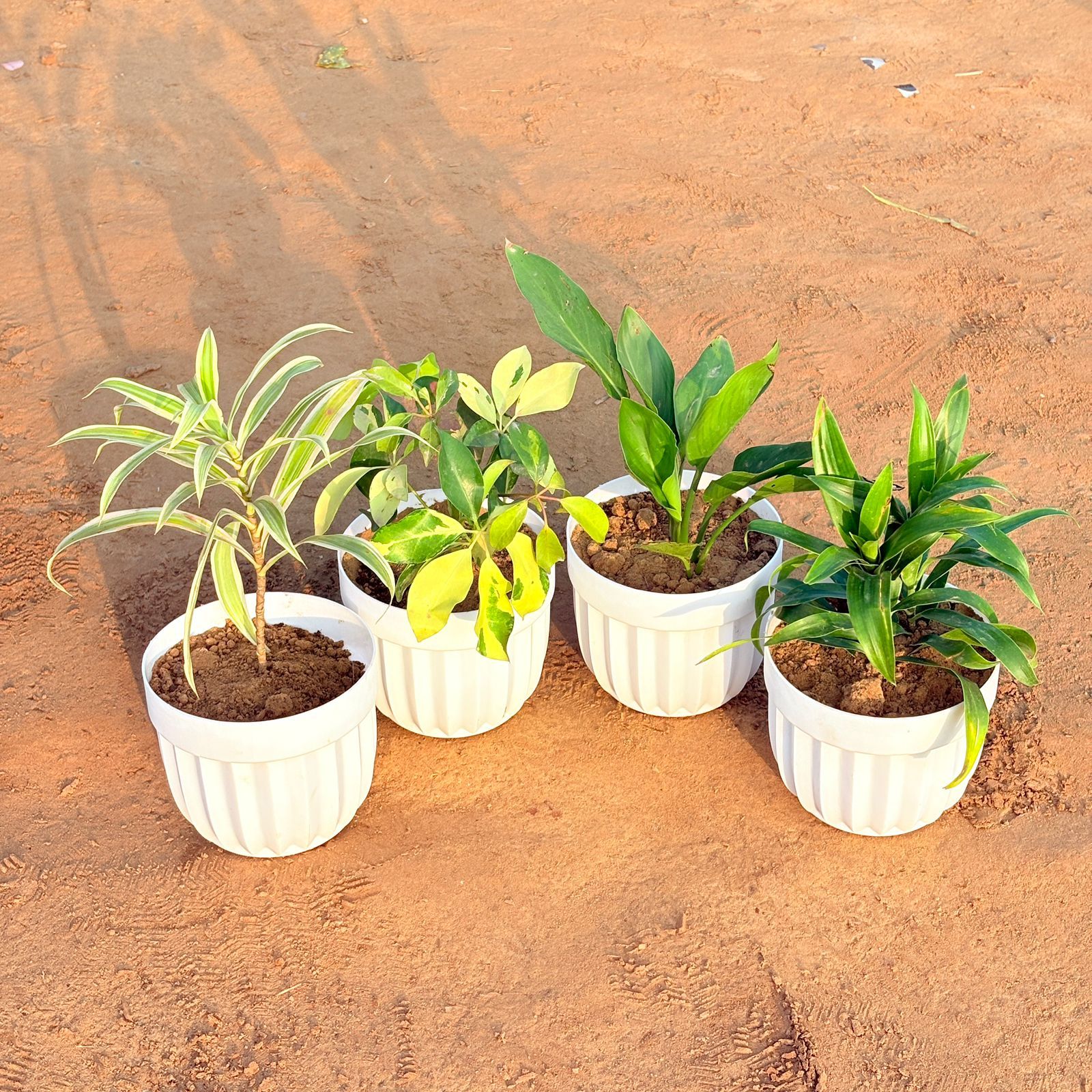 Set of 4 - Peace Lily, Dracaena Green, Dracaena Darasingh/ Victoria & Schefflera Brassia in 6 Inch White Premium Italica Plastic Planter