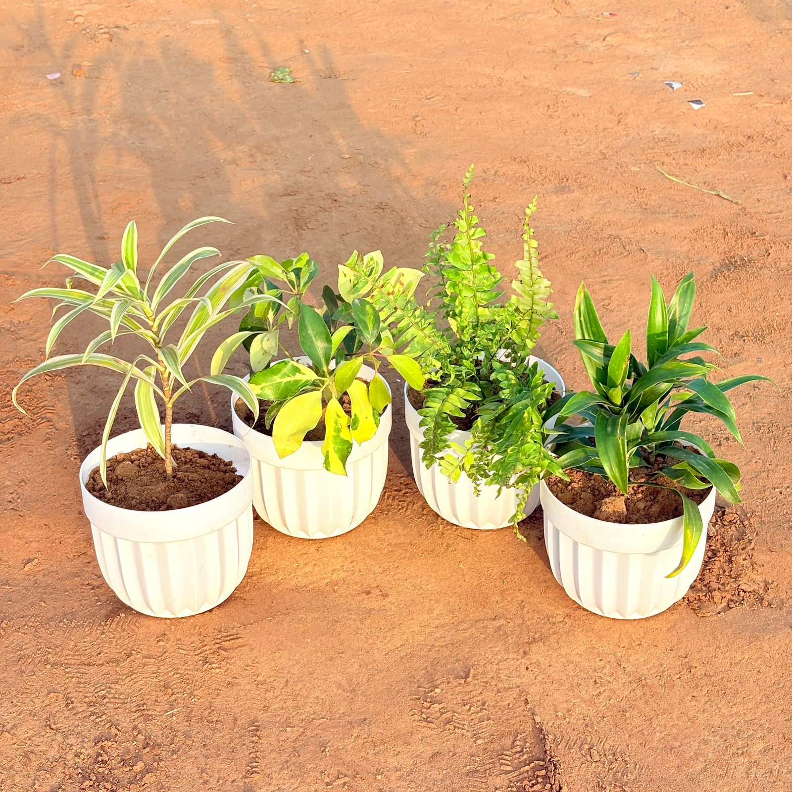 Set of 4 - Fern Golden, Dracaena Green, Dracaena Darasingh/ Victoria & Schefflera Brassia in 6 Inch White Premium Italica Plastic Planter