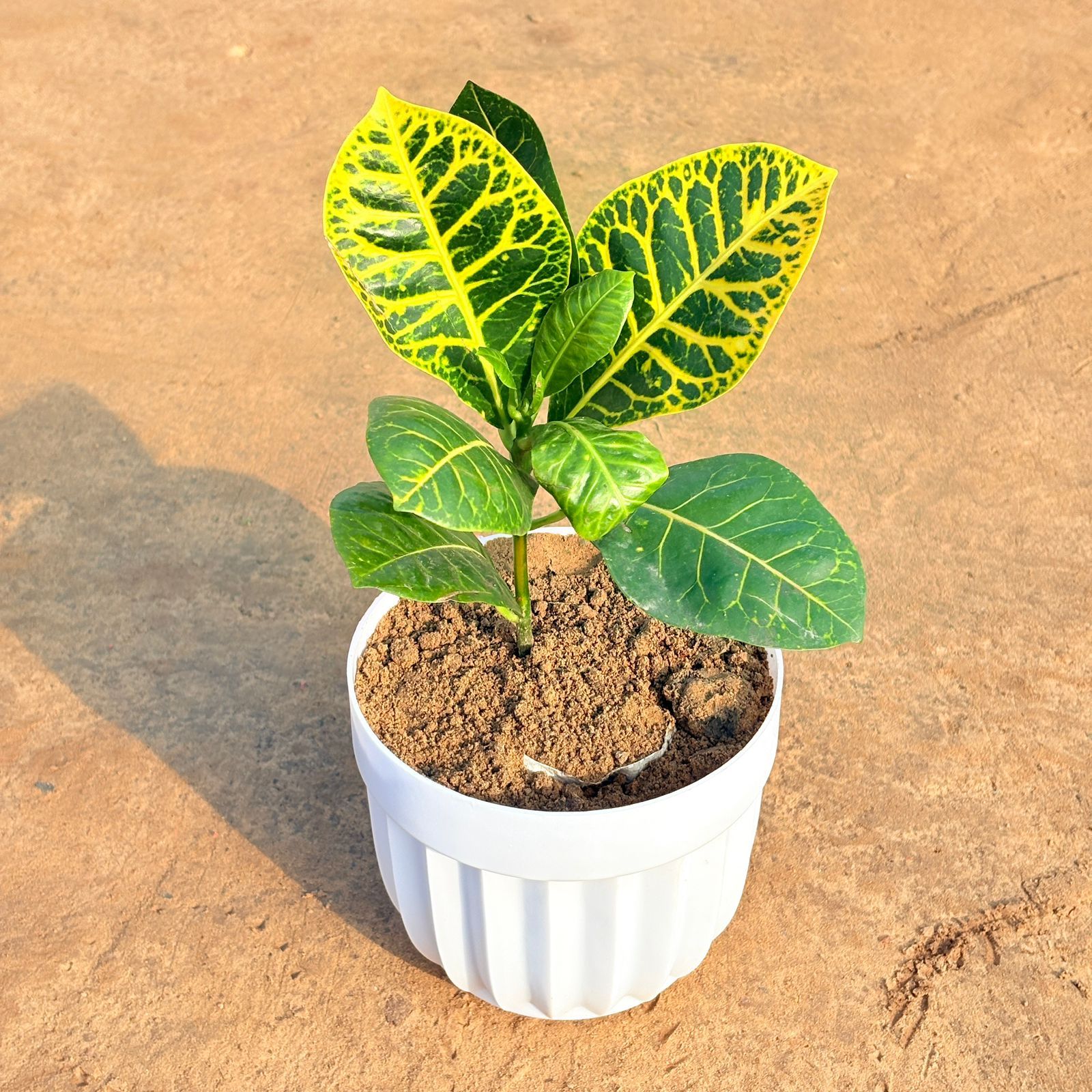 Croton Petra Yellow in 6 Inch White Premium Italica Plastic Planter