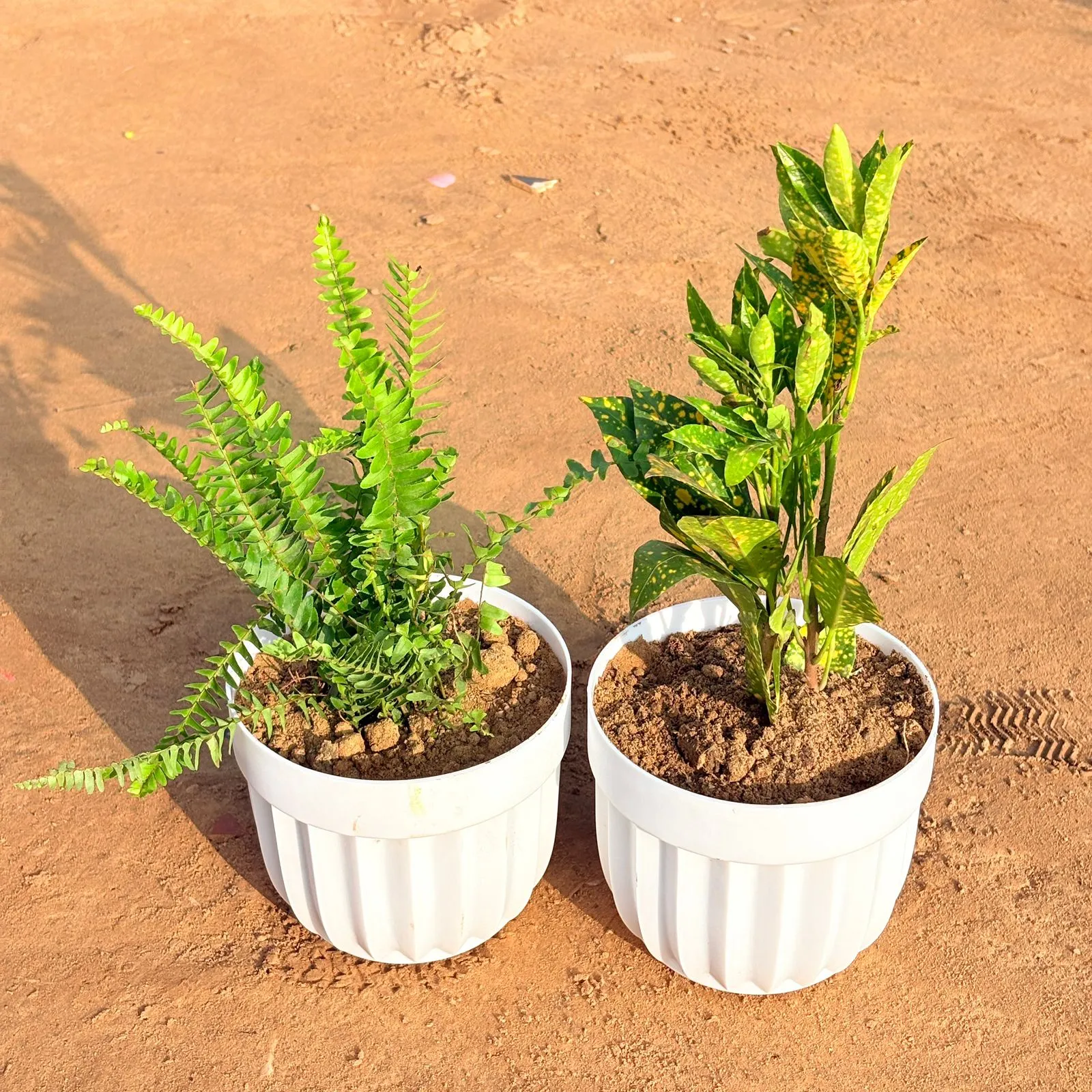 Set of 2 - Fern Green & Baby Croton in 6 Inch White Premium Italica Plastic Planter