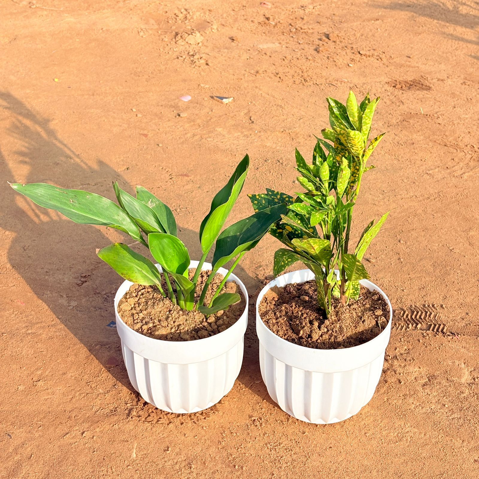 Set of 2 - Peace Lily & Baby Croton in 6 Inch White Premium Italica Plastic Planter