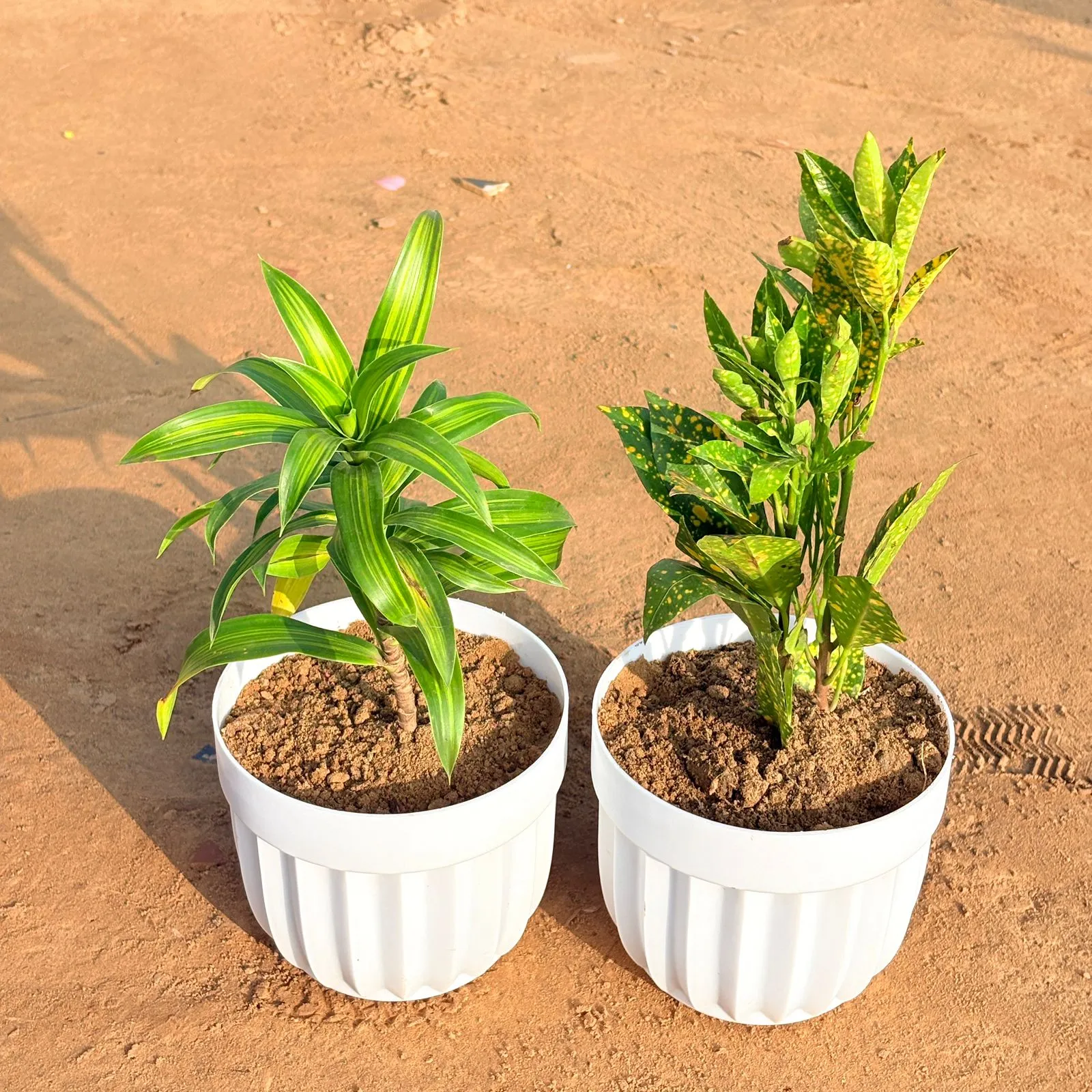Set of 2 - Dracaena Messenger & Baby Croton in 6 Inch White Premium Italica Plastic Planter