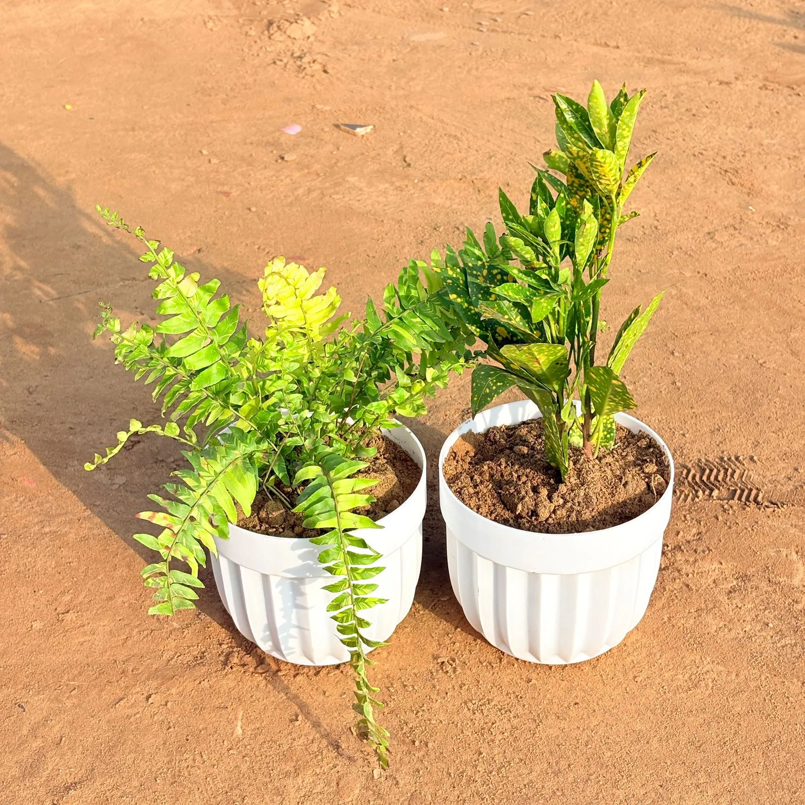 Set of 2 - Fern Golden & Baby Croton in 6 Inch White Premium Italica Plastic Planter