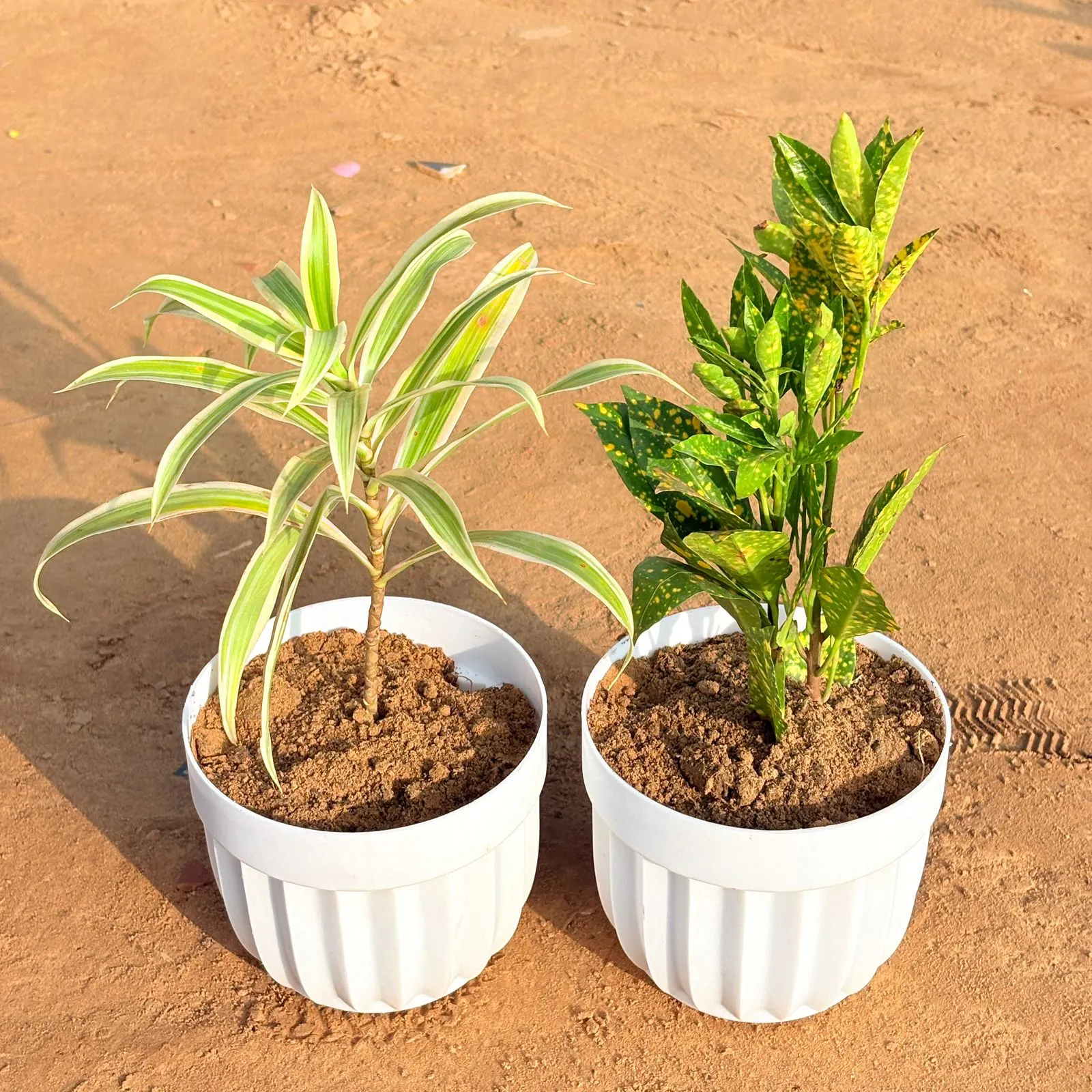 Set of 2 - Dracaena Darasingh/ Victoria & Baby Croton in 6 Inch White Premium Italica Plastic Planter