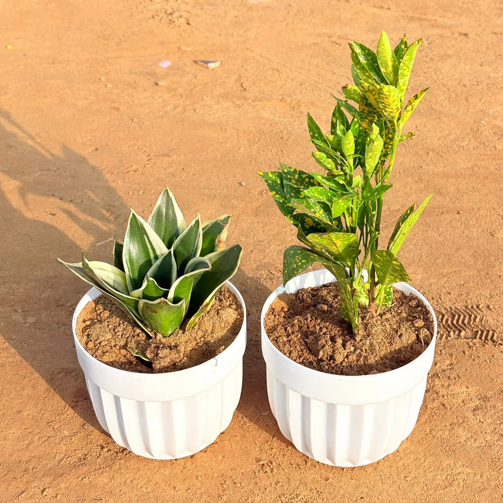 Set of 2 - Snake Dwarf Yellow & Baby Croton in 6 Inch White Premium Italica Plastic Planter
