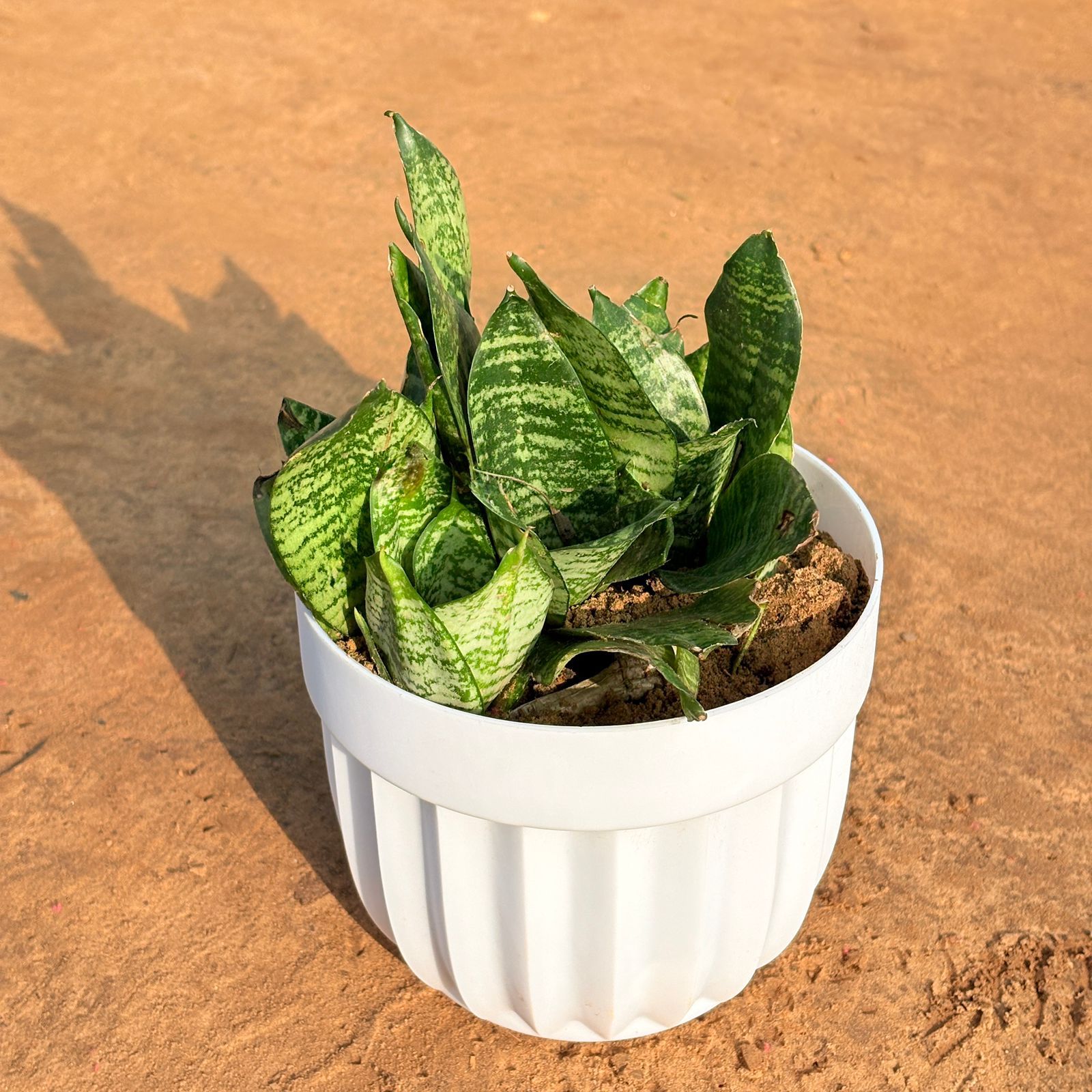 Snake Green in 6 Inch White Premium Italica Plastic Planter