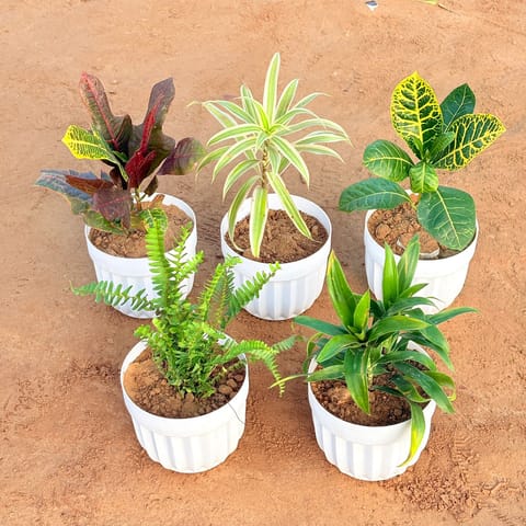 Set of 5 - Dracaena Darasingh/ Victoria, Croton Oakleaf, Croton Petra Yellow, Fern Green & Dracaena Green in 6 Inch Live Plant White Premium Italica Plastic Planter