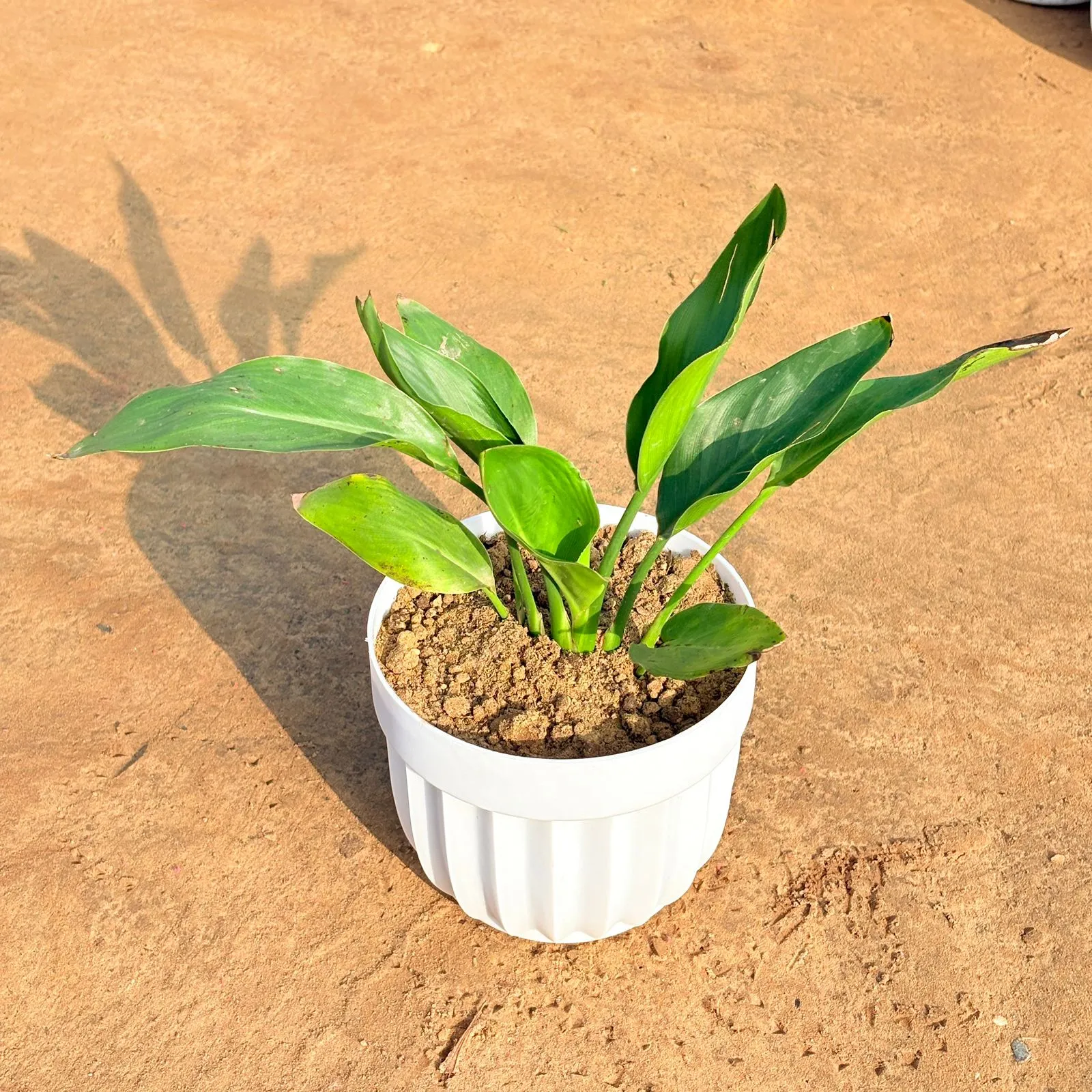 Peace Lily in 6 Inch White Premium Italica Plastic Planter