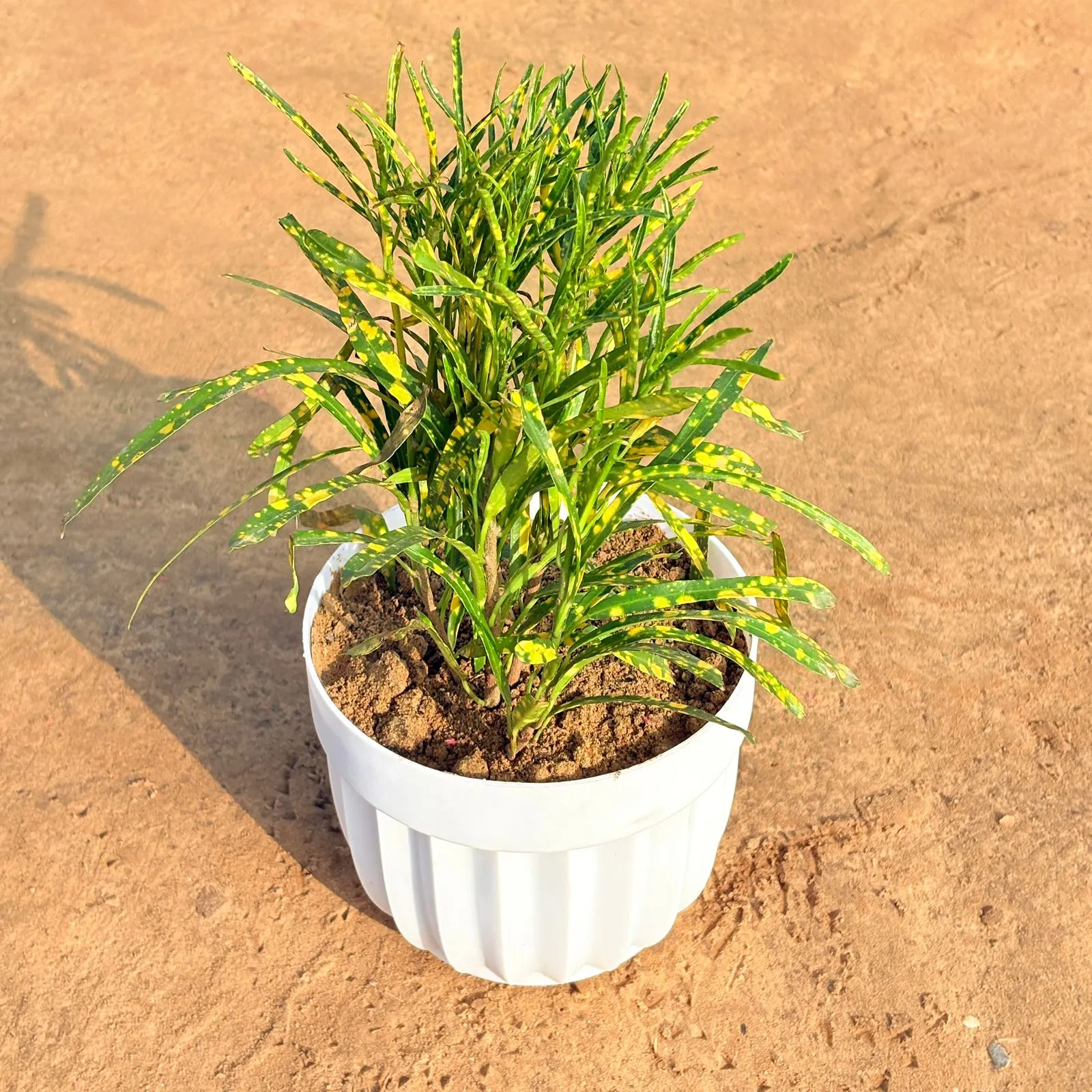 Chironji Croton in 6 Inch White Premium Italica Plastic Planter