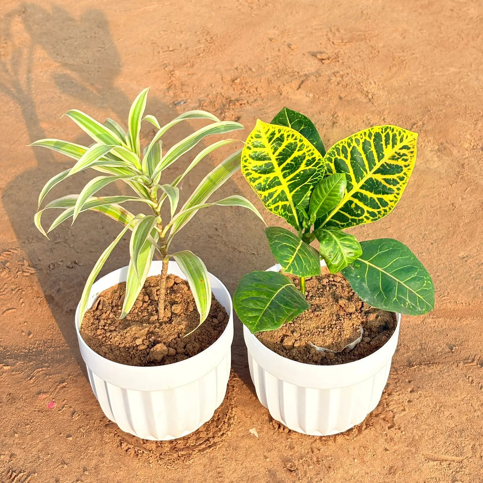 Set of 2 - Dracaena Darasingh/ Victoria & Croton Petra Yellow in 6 Inch White Premium Italica Plastic Planter