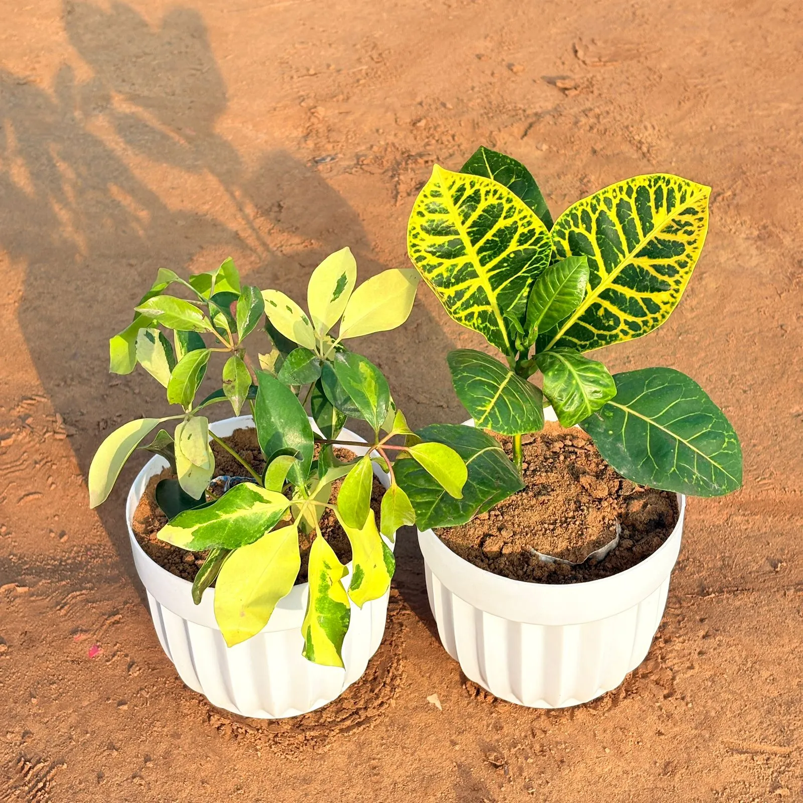 Set of 2 - Schefflera Brassia & Croton Petra Yellow in 6 Inch White Premium Italica Plastic Planter