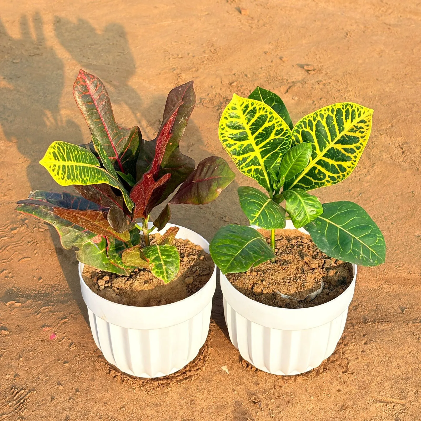 Set of 2 - Croton Oakleaf & Croton Petra Yellow in 6 Inch White Premium Italica Plastic Planter