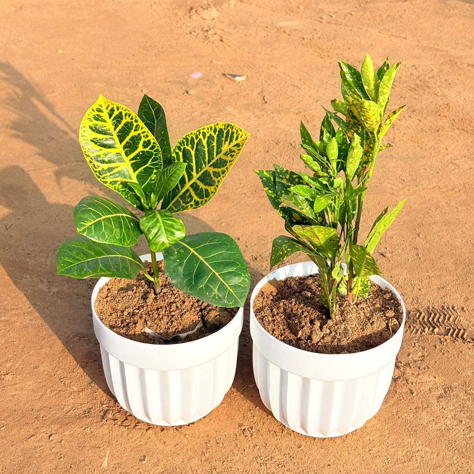Set of 2 - Croton Petra Yellow & Baby Croton in 6 Inch White Premium Italica Plastic Planter