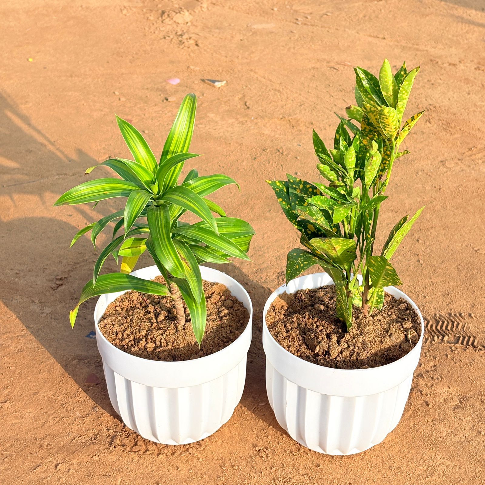 Set of 2 - Dracaena Messenger & Baby Croton in 6 Inch White Premium Italica Plastic Planter