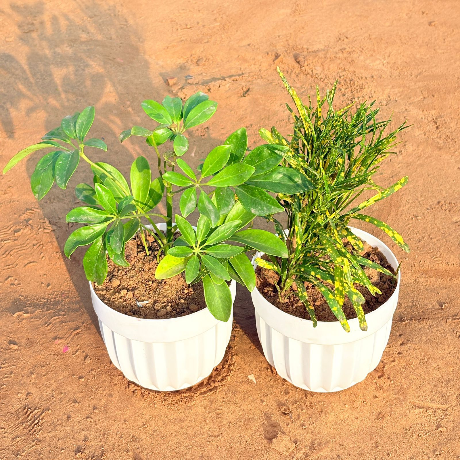 Set of 2 - Schefflera Green & Chironji Croton in 6 Inch White Premium Italica Plastic Planter