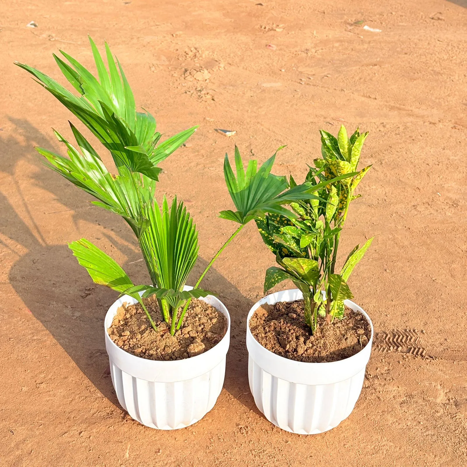 Set of 2 - China Palm & Baby Croton in 6 Inch White Premium Italica Plastic Planter