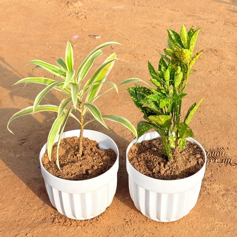 Set of 2 - Dracaena Darasingh/ Victoria & Baby Croton in 6 Inch Live Plant White Premium Italica Plastic Planter