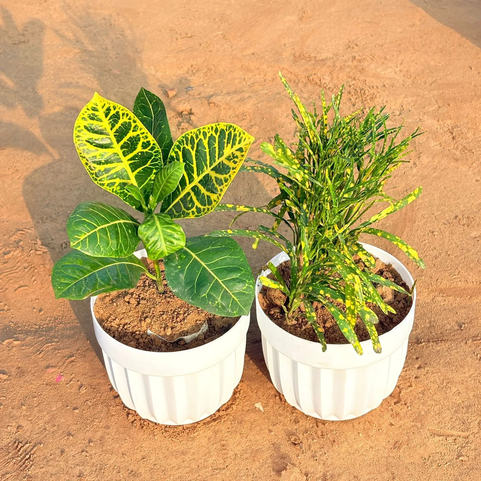 Set of 2 - Croton Petra Yellow & Chironji Croton in 6 Inch White Premium Italica Plastic Planter