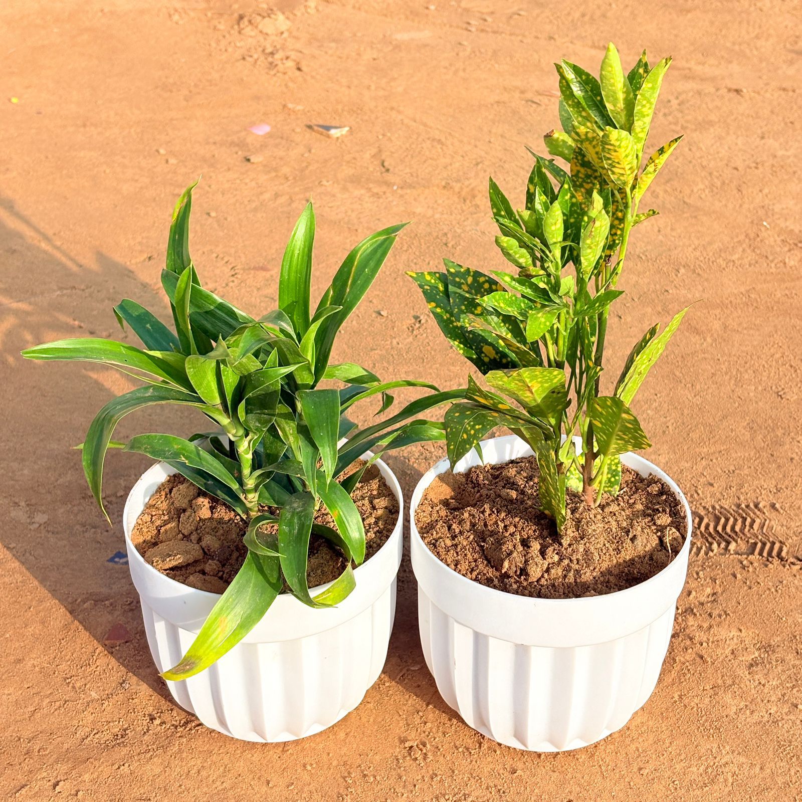 Set of 2 - Dracaena Green & Baby Croton in 6 Inch White Premium Italica Plastic Planter