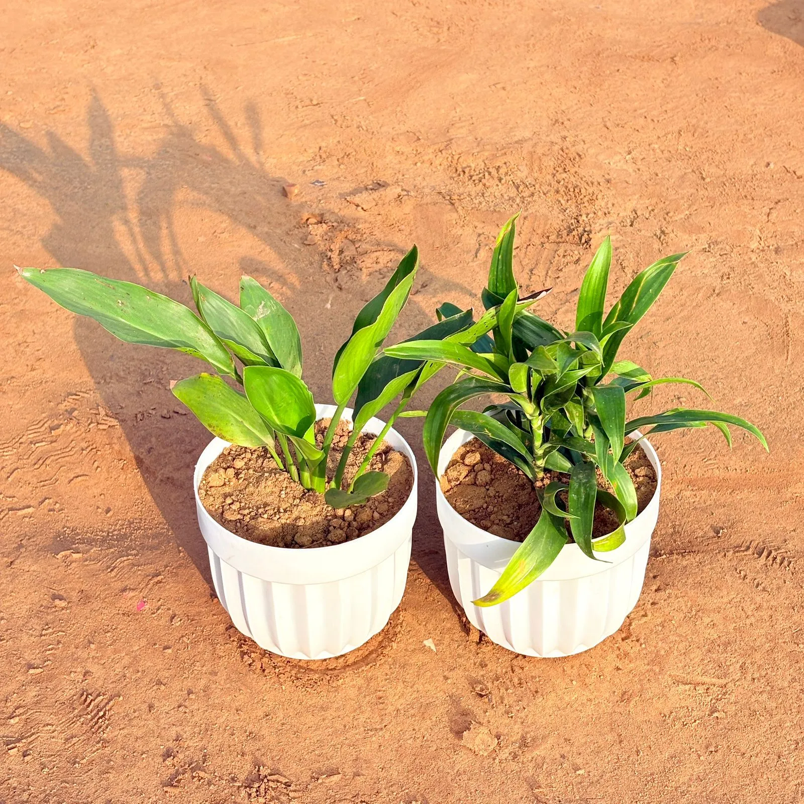 Set of 2 - Peace Lily & Dracaena Green in 6 Inch White Premium Italica Plastic Planter