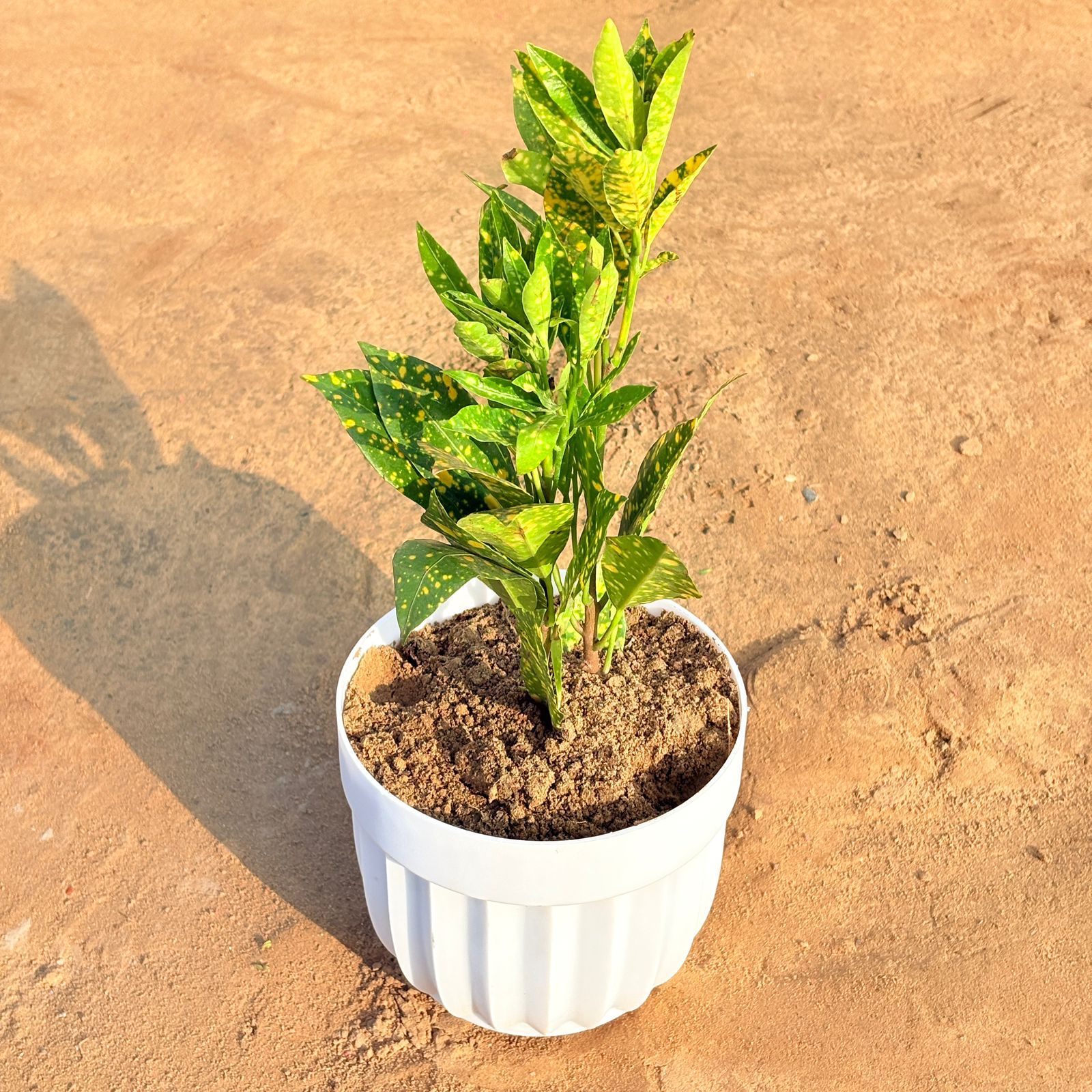 Baby Croton in 6 Inch White Premium Italica Plastic Planter