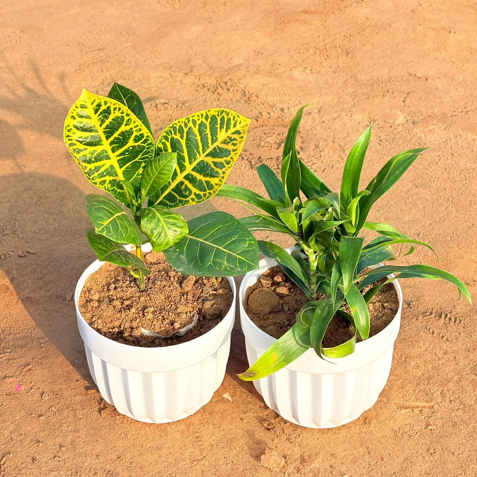 Set of 2 - Croton Petra Yellow & Dracaena Green in 6 Inch White Premium Italica Plastic Planter