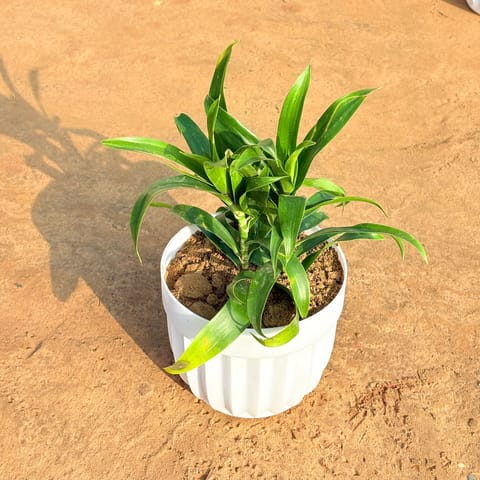 Dracaena Green in 6 Inch Live Plant White Premium Italica Plastic Planter