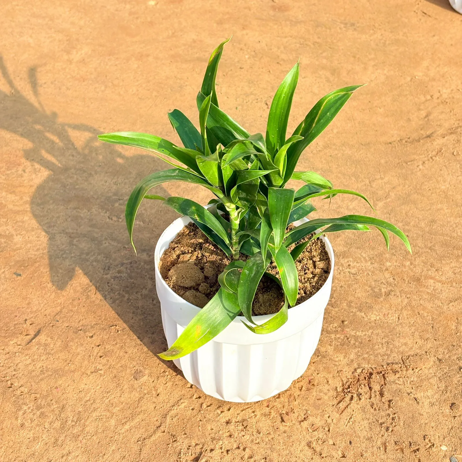Dracaena Green in 6 Inch White Premium Italica Plastic Planter