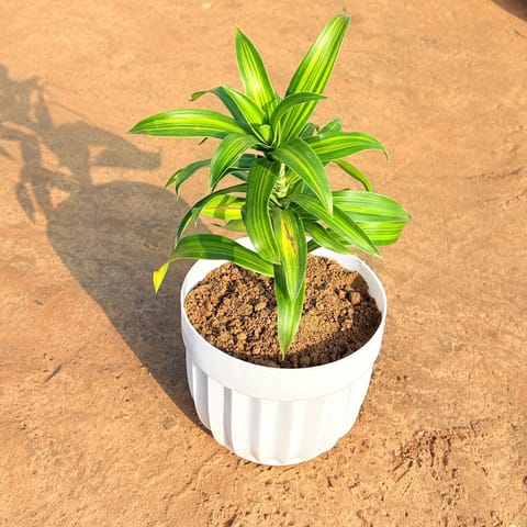 Dracaena Messenger in 6 Inch Live Plant White Premium Italica Plastic Planter